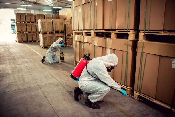 Best Rat Extermination Near Me  in Romoland, CA