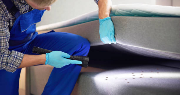 Best Wasp Removal Services  in Romoland, CA