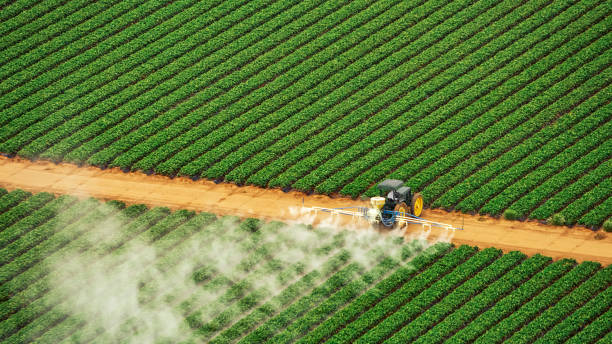 Best Pest Removal Services  in Romoland, CA