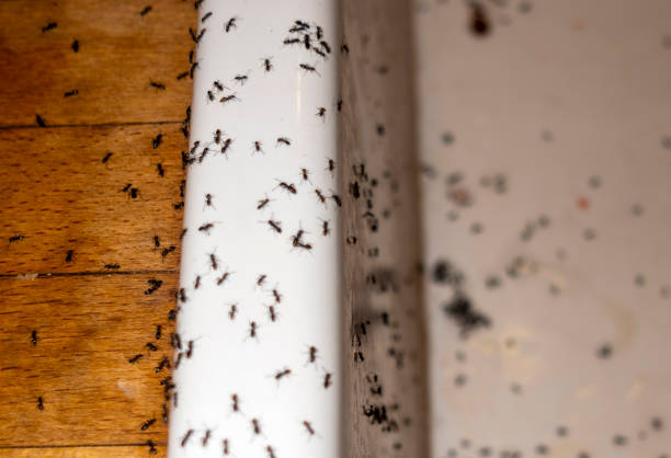 Best Wildlife Control Services  in Romoland, CA