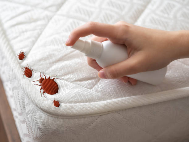 Best Flea Control Services  in Romoland, CA