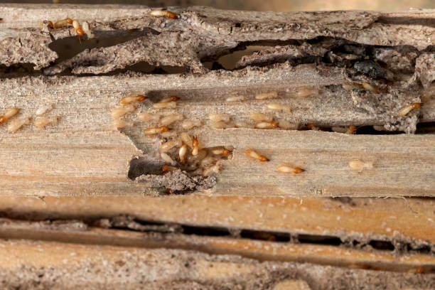 Best Rodent Control Near Me  in Romoland, CA