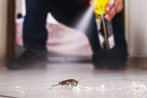 Best Exterminator Services  in Romoland, CA