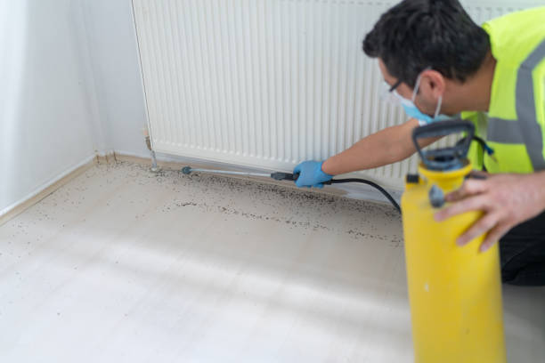 Best Affordable Pest Control Services  in Romoland, CA